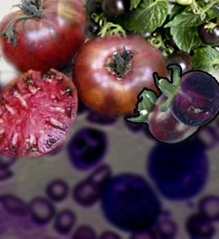 Purple Tomato, Cancer