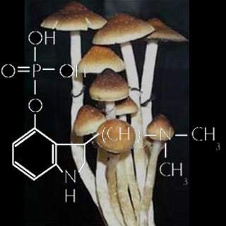 Sacred Mushrooms, psilocybin structure