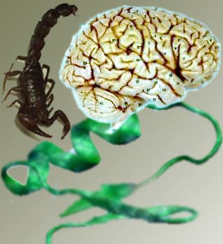 Scorpion Venom, Brain