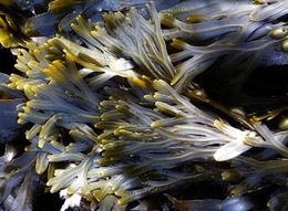 Marine Seaweed