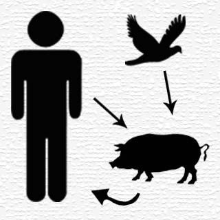 Human, Bird and Pig Silhouette