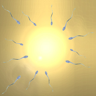 Sperm, Egg Fertilization
