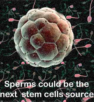 Sperms, Stem Cell