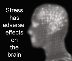 Stress, Brain