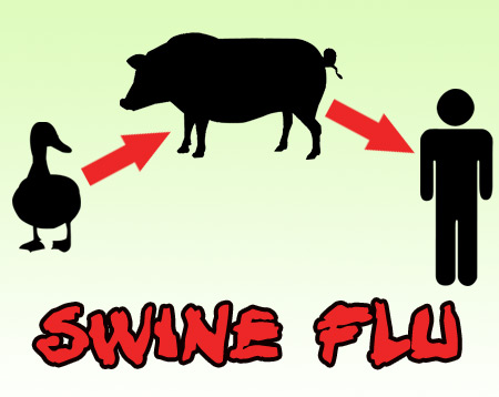 Swine Flu Transfer