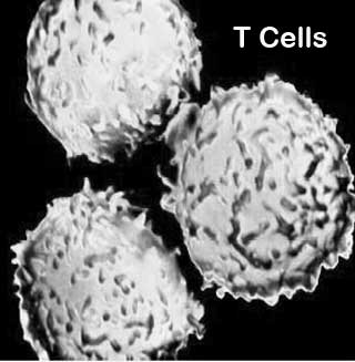 T-cells 