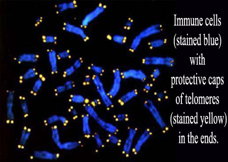 Immune cells with telomeres