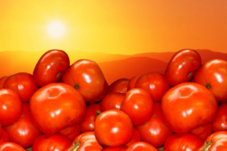 Sun and Tomatoes