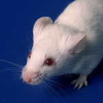 White Rat used for Drug Testing