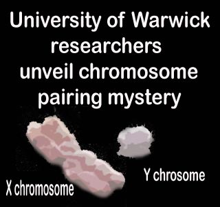 X Chrosome and Y Chrosome