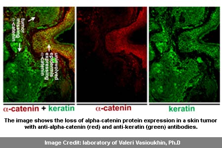 Alpha-Catenin Protein