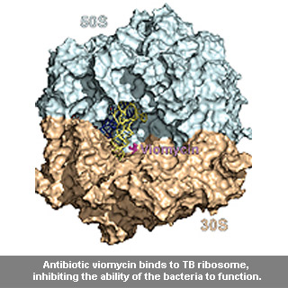 Antibiotic Binding To TB Ribosome