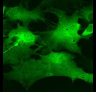 Astrocytes Brain Breathing
