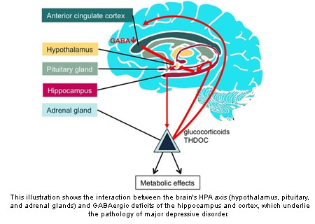 Brain HPA-Axis Interaction