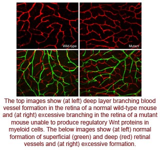 Branching Retinal Blood Vessels