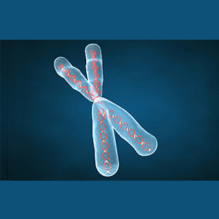 chromosome With DNA