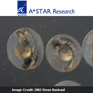 Embryos of Zebrafish
