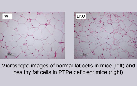 Fat Cells In Mice