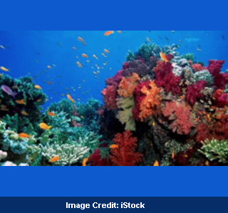 Fishes And Coral Reefs