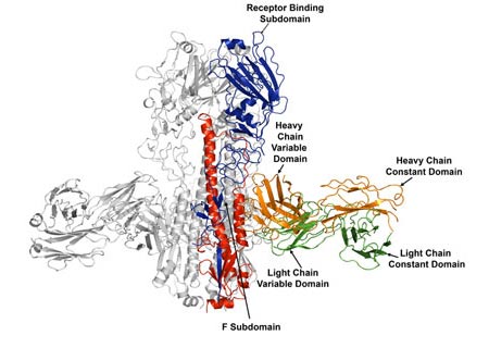Haemagglutinin Binding To Antibody