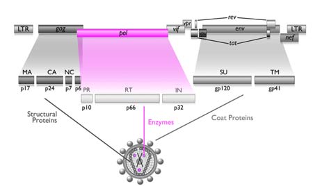 HIV Protein Interaction Network