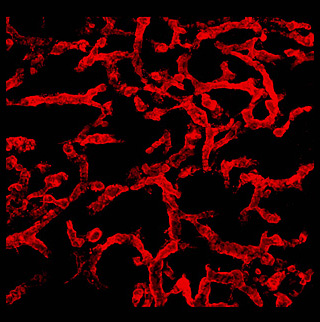 Human blood vessel