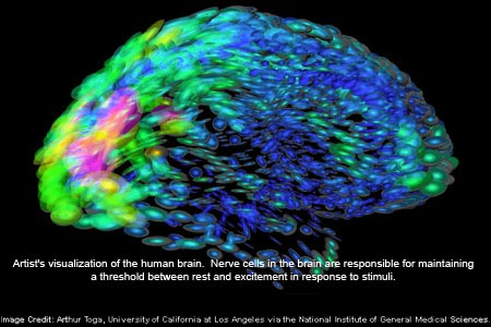 Human Brain Visualisation