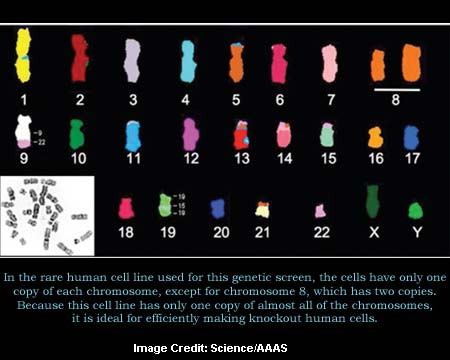 Human Cell Line