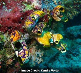 Indonesian Sea Squirts