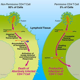 Infection Of CD4T Cells