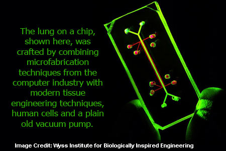 Lung On Chip