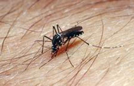 Malaria Parasite