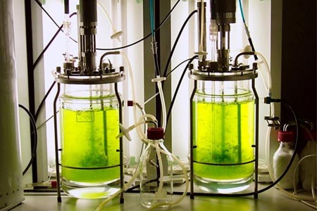 Moss Bioreactor Medicine