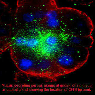 Mucus Secreting Serous