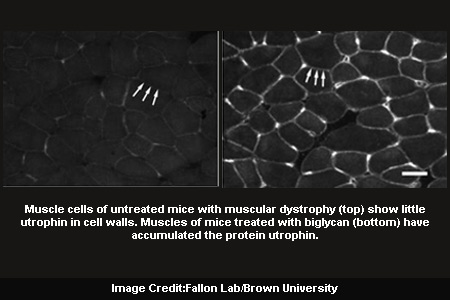 Muscles Cells