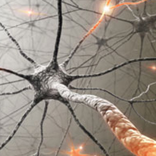 Neurons Inside Brain