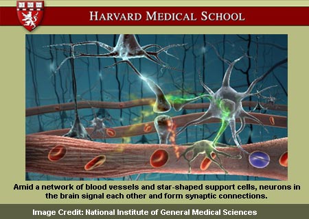 Neurons Signal