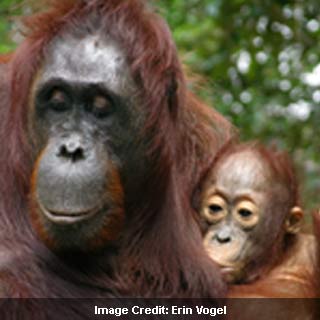 Orangutan Child Mother