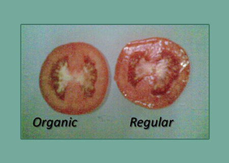 Organic And Regular Tomato