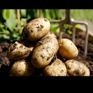 Potatoes Weight Gain