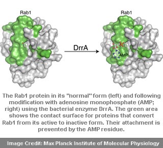 Rab1 Protein Modification