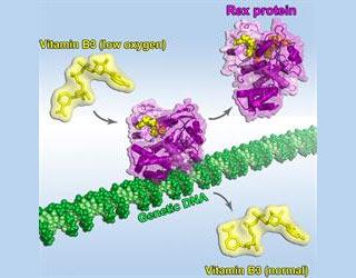 Rex Protein Action