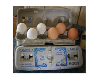 Salmonella Eggs