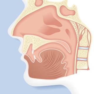 Sinus And Nasal Cavities