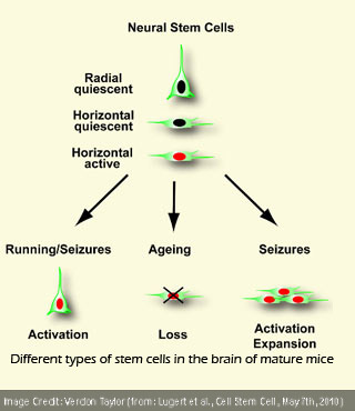 Mice Stem cells