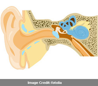 Structure Of The Inner Ear