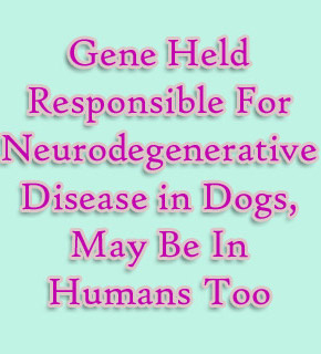 Text Gene Dogs